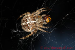 Kreuzspinne, Cross Spider