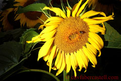 Sonnenblume, Sunflower, Tournesol, Frankreich, 2011