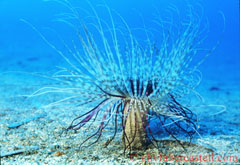 Zylinderrose, Tube-Anemone, Antibes, 1998